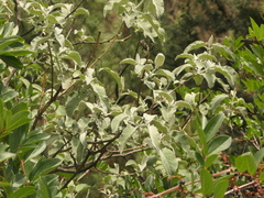 Buddleja crispa, photograph (c) Sagnik Dutta Roy, some rights reserved (CC BY)