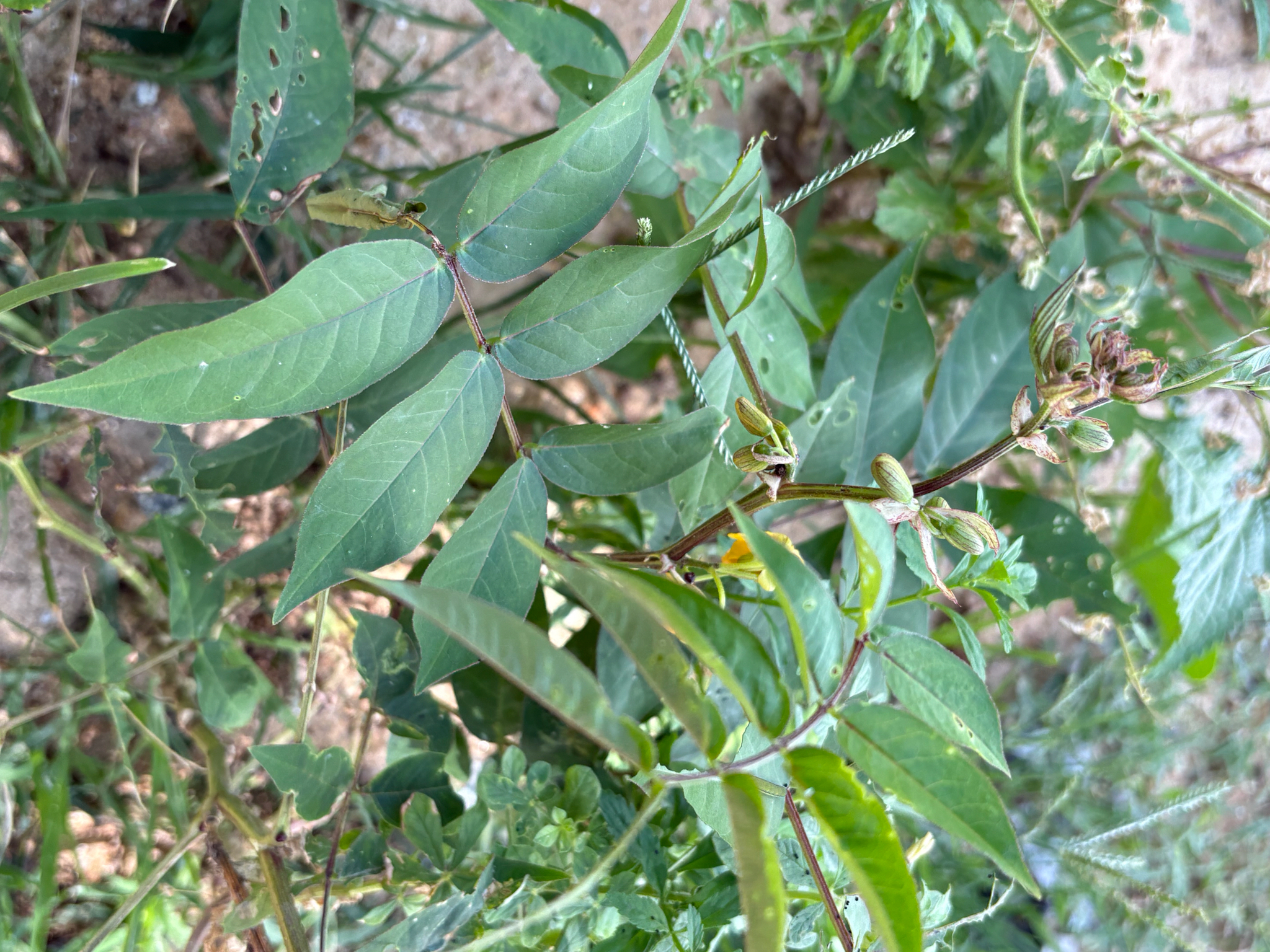Senna occidentalis (Senna occidentalis)