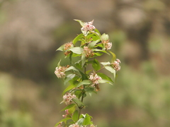 Bush honeysuckle (Zabelia)