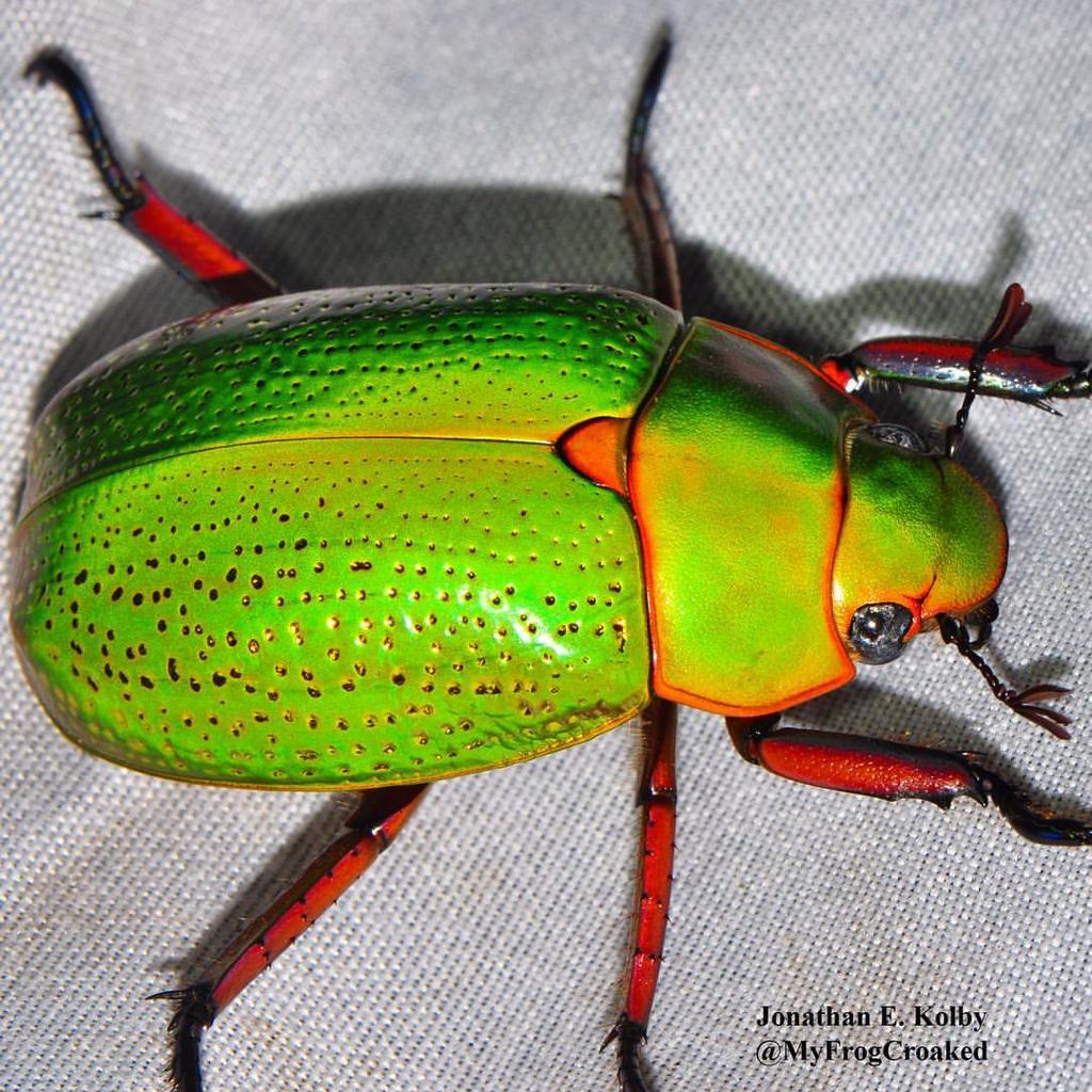 Chrysina spectabilis