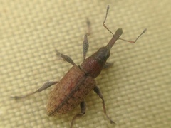 Meriphus