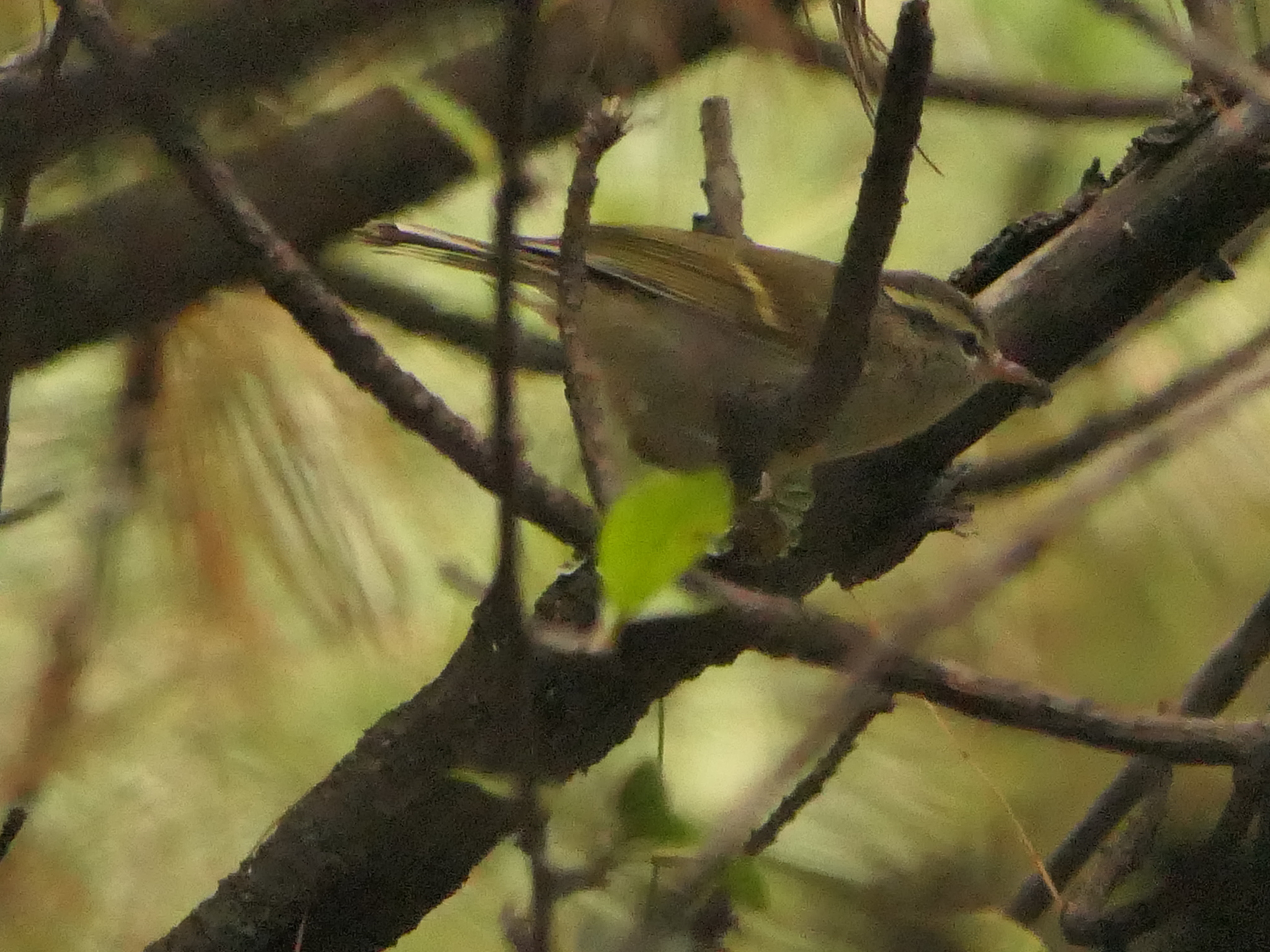 Blyth's Leaf Warbler (Phylloscopus reguloides), photo 10
