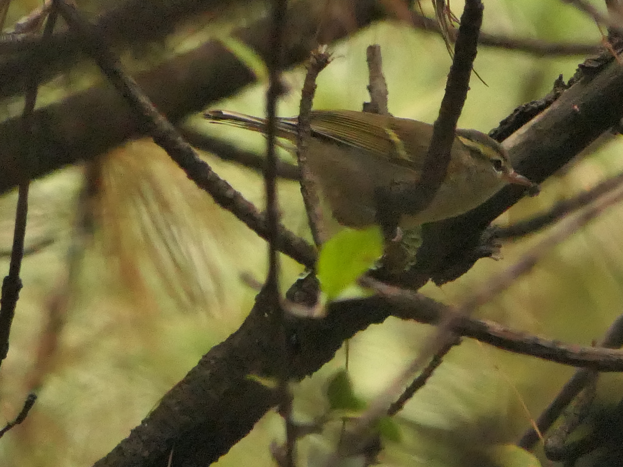 Blyth's Leaf Warbler (Phylloscopus reguloides), photo 4