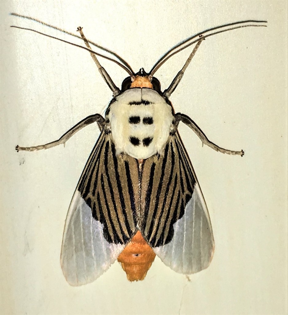 Ischnognatha semiopalina