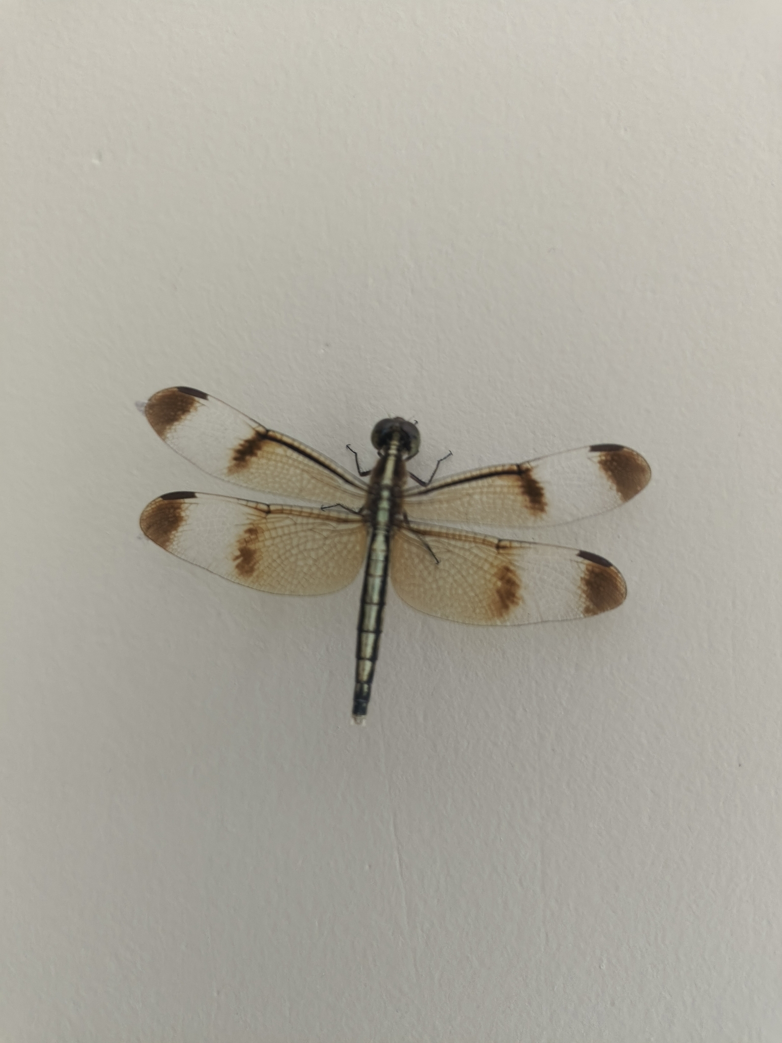 Pied Paddy Skimmer