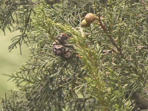 Himalayan cypress