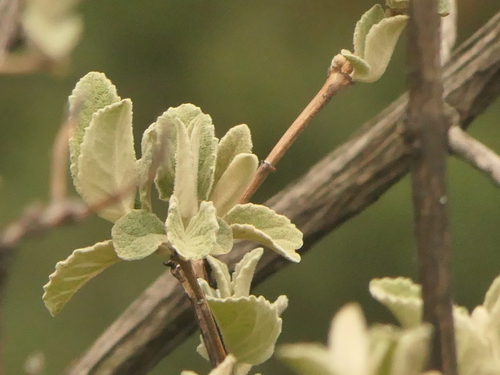 Himalayan butterfly bush (Buddleja crispa)