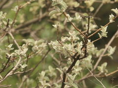 Buddleja crispa, photograph (c) Sagnik Dutta Roy, some rights reserved (CC BY)