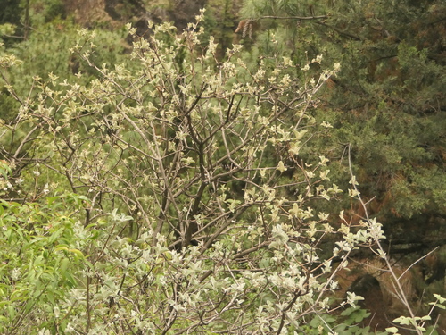 Buddleja crispa, photograph 2