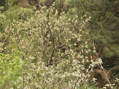 Buddleja crispa, photograph (c) Sagnik Dutta Roy, some rights reserved (CC BY)