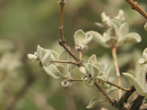 Buddleja crispa, photograph 4