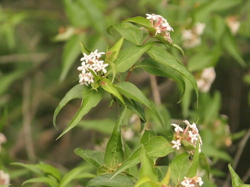 Zabelia triflora, photograph 6