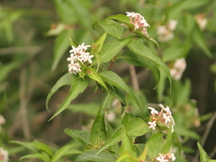 Zabelia triflora, photograph (c) Sagnik Dutta Roy, some rights reserved (CC BY)
