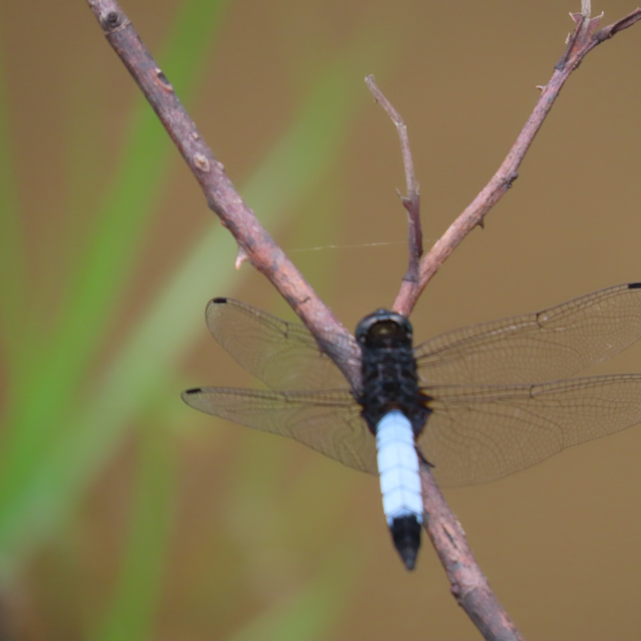 Blue-Tailed Forest Hawk