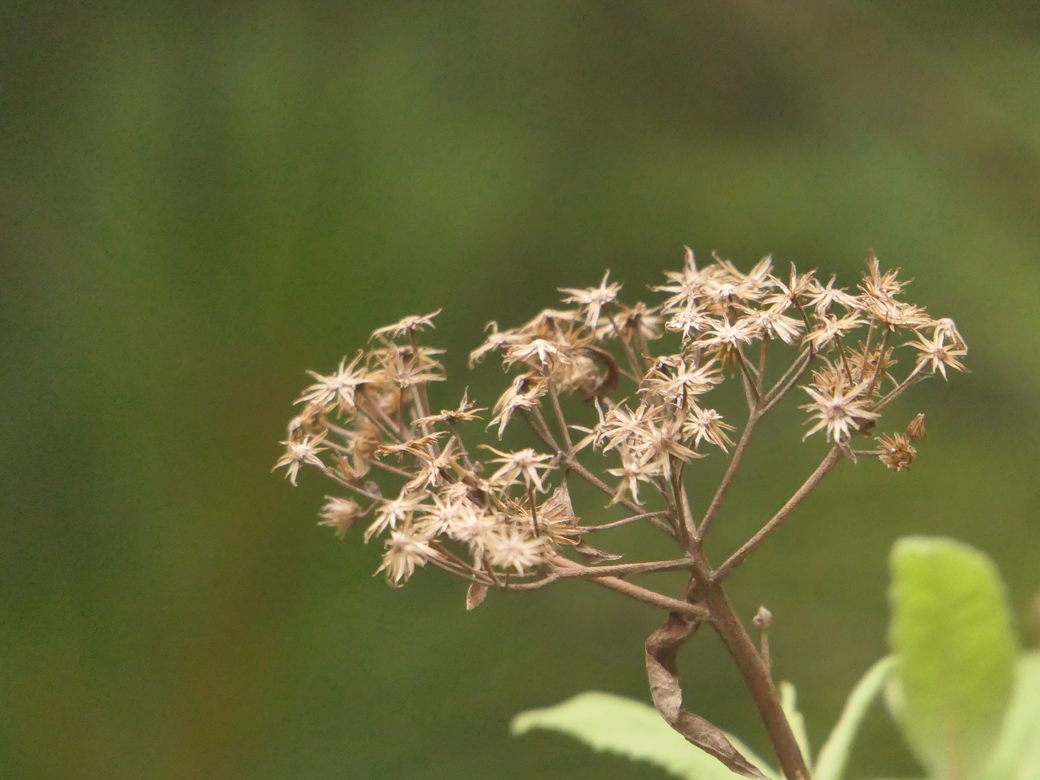 Aster albescens