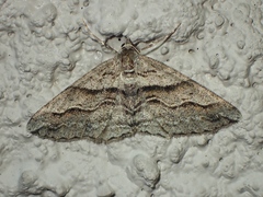Syneora fractata