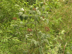 (c) Sagnik Dutta Roy, some rights reserved (CC BY) Viburnum cotinifolium, photograph (c) Sagnik Dutta Roy, some rights reserved (CC BY)