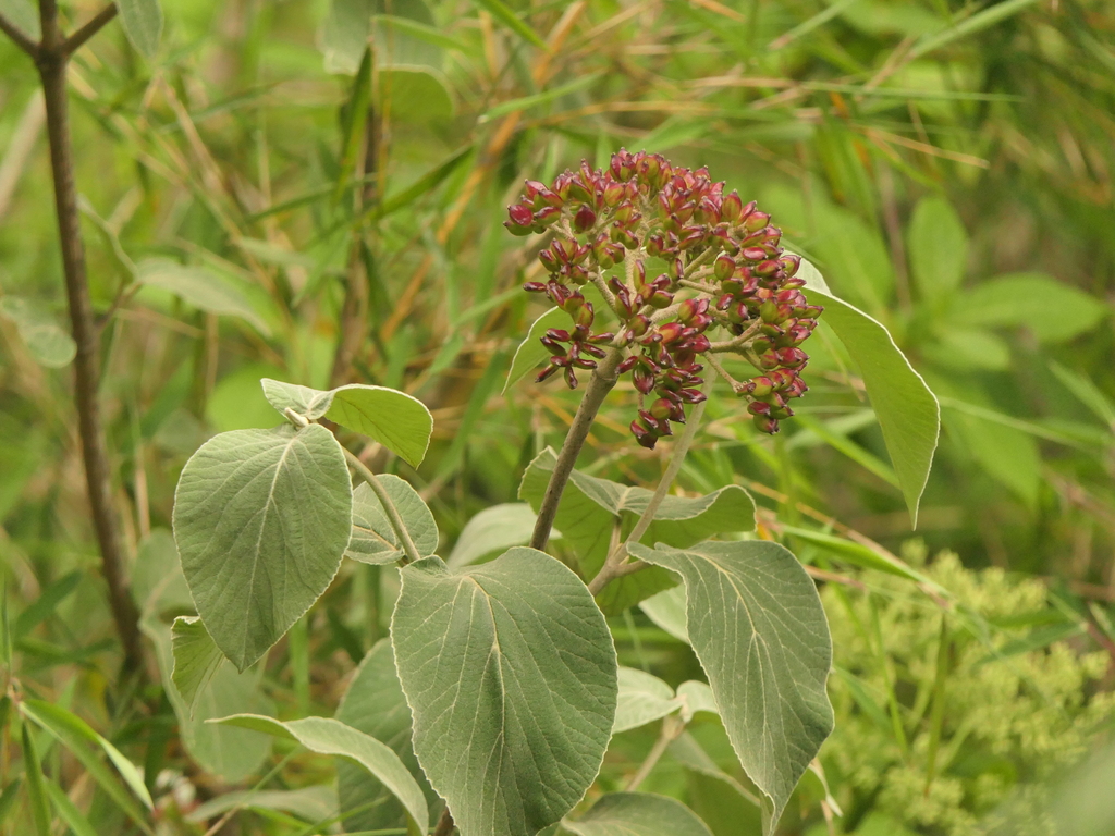 Viburnum cotinifolium; photograph (c) Sagnik Dutta Roy, some rights reserved (CC BY)