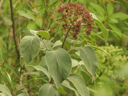 Viburnum cotinifolium, photograph 6