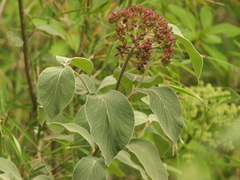 Viburnum cotinifolium, photograph (c) Sagnik Dutta Roy, some rights reserved (CC BY)