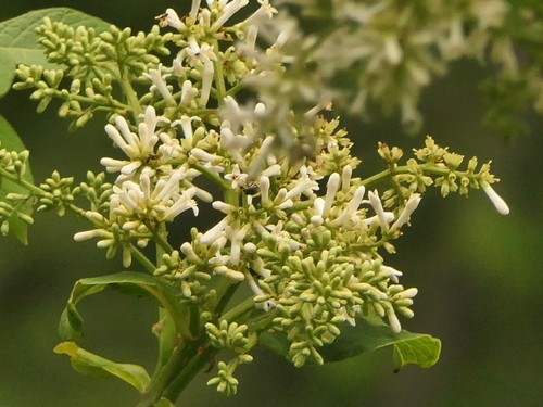Syringa emodi (Syringa emodi)