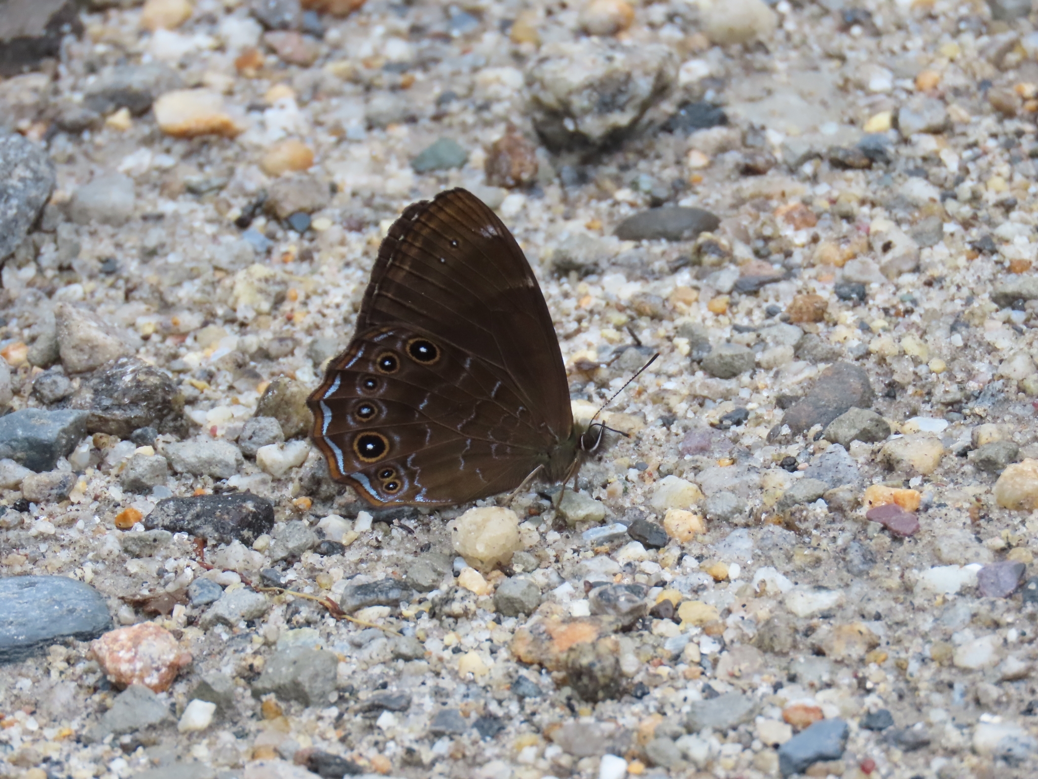 Common Woodbrown