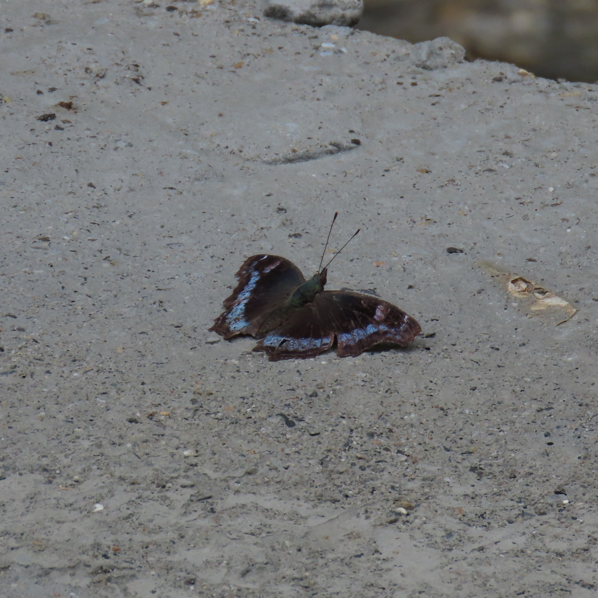 Blue Admiral