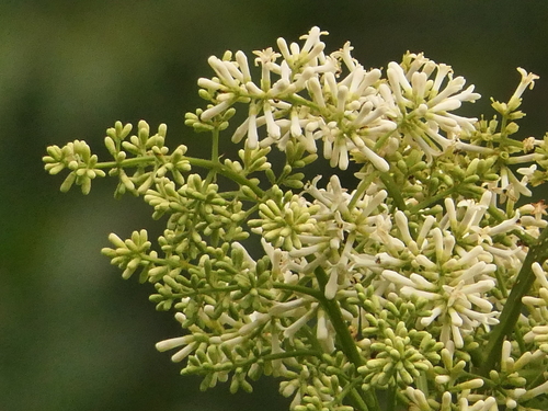 Syringa emodi (Syringa emodi)