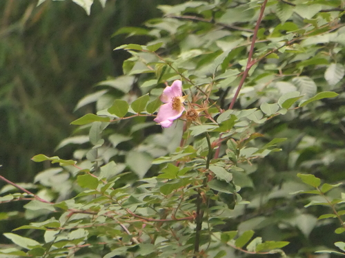 Rosa macrophylla, photograph 5