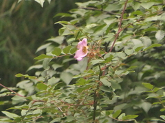Rosa macrophylla, photograph (c) Sagnik Dutta Roy, some rights reserved (CC BY)