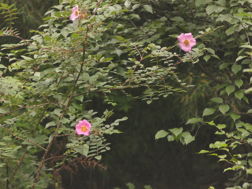 Rosa macrophylla, photograph 4