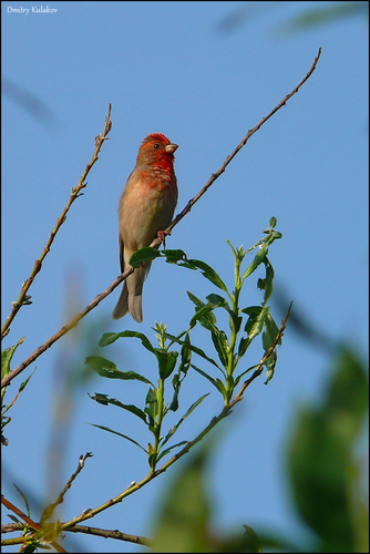 Camachuelo carminoso (Carpodacus erythrinus)