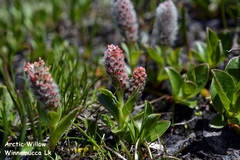Salix petrophila