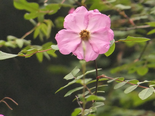 Rosa macrophylla, photograph 6