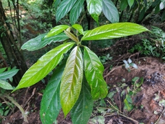 Oreocnide integrifolia