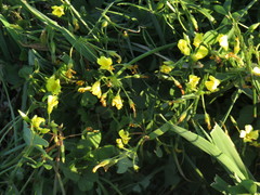 Oxalis compressa
