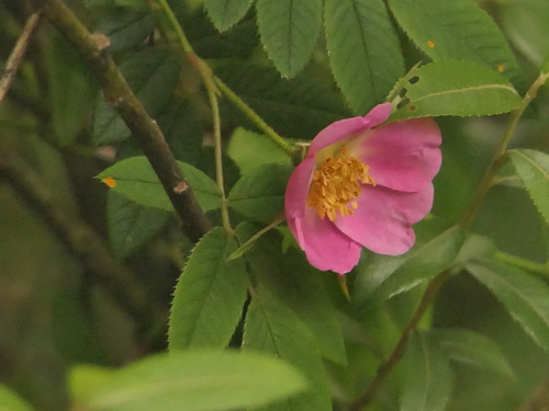 Rosa macrophylla, photograph 3