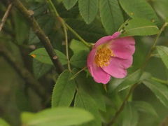 Rosa macrophylla, photograph (c) Sagnik Dutta Roy, some rights reserved (CC BY)