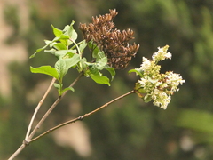 (c) Sagnik Dutta Roy, some rights reserved (CC BY) Syringa emodi, photograph (c) Sagnik Dutta Roy, some rights reserved (CC BY)