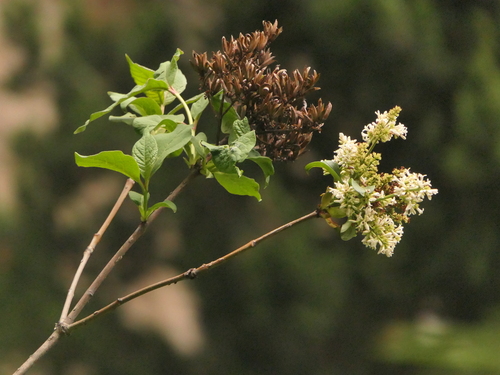 Himalayan Lilac (Syringa emodi)