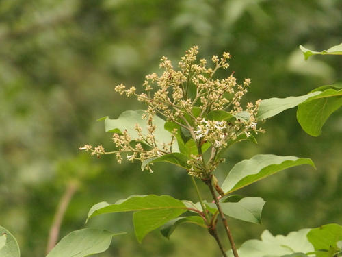 Syringa emodi, photograph 1