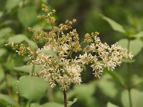 Syringa emodi, photograph 2