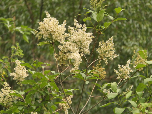 Syringa emodi, photograph 6