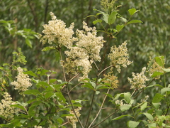 Syringa emodi, photograph (c) Sagnik Dutta Roy, some rights reserved (CC BY)