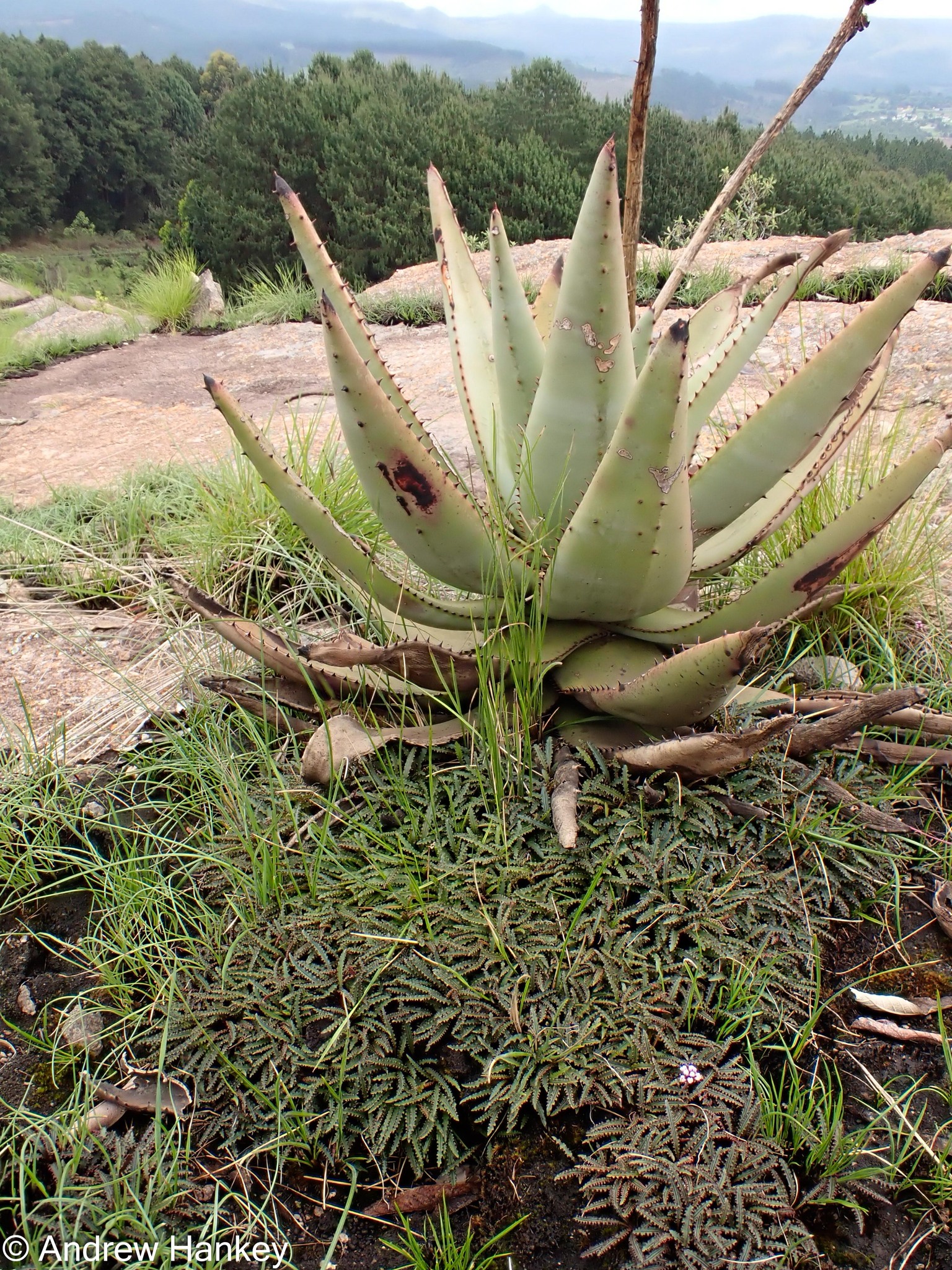 Drimiopsis attwoodii