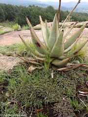 (c) Andrew Hankey, some rights reserved (CC BY-SA) Aloe petricola, photograph (c) Andrew Hankey, some rights reserved (CC BY-SA)