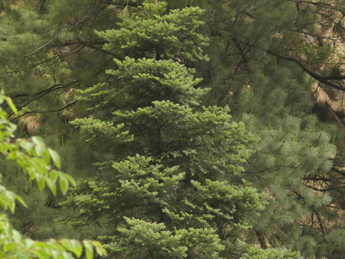 East Himalayan fir (Abies spectabilis)