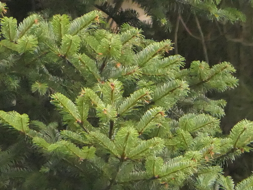Abies spectabilis, photograph 2