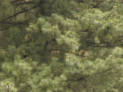 Bhutan Pine (Pinus wallichiana)