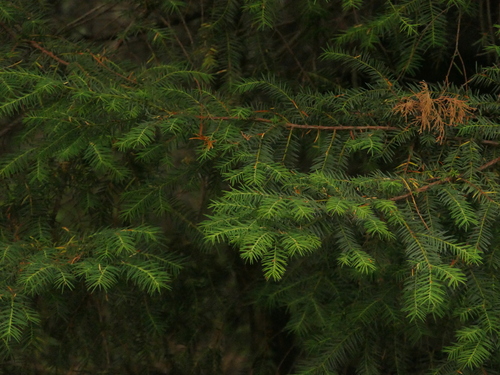 Tsuga dumosa, photograph 5